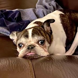 Meet your Posher, Shell